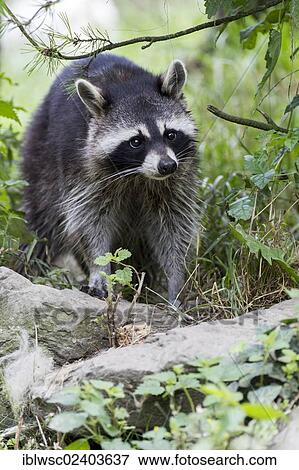 Stock Photo - "North American Raccoon (Procyon lotor) in compound, ZOOM Erlebniswelt zoo, Gelsenkirchen, North Rhine-Westphalia, Germany, Europe". Fotosearch