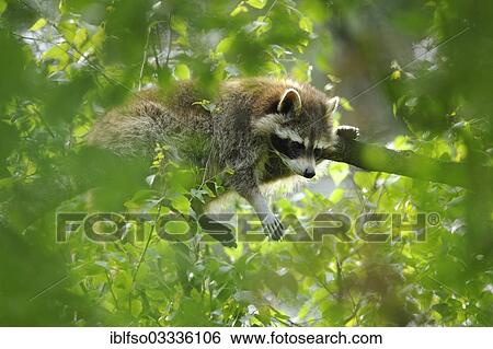 "North American Raccoon (Procyon lotor) lying on a branch in a tree, captive, Hesse, Germany, Europe" View Large Photo Image Stock Photograph - "North American Raccoon (Procyon lotor) lying on a branch in a tree, captive, Hesse, Germany, Europe". Fotosearch
