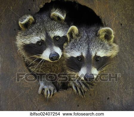 Picture - "North American Raccoon (Procyon lotor), two raccoons looking out of their tree hollow, state game reserve, Lower Saxony, Germany, Europe". Fotosearch