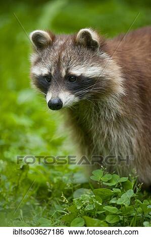 "North American Raccoon (Procyon lotor), captive, Lower Saxony, Germany, Europe" View Large Photo Image Stock Photograph - "North American Raccoon (Procyon lotor), captive, Lower Saxony, Germany, Europe". Fotosearch