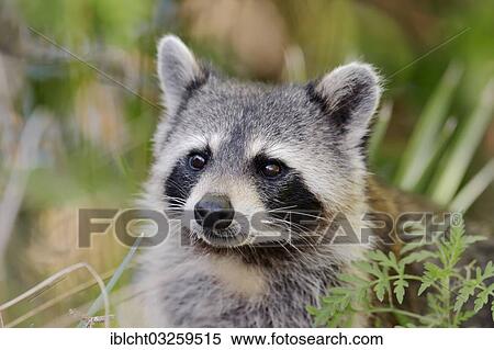 "North American Raccoon (Procyon lotor), portrait, Sanibel Island, Florida, United States, North America" View Large Photo Image Stock Photography - "North American Raccoon (Procyon lotor), portrait, Sanibel Island, Florida, United States, North America". Fotosearch