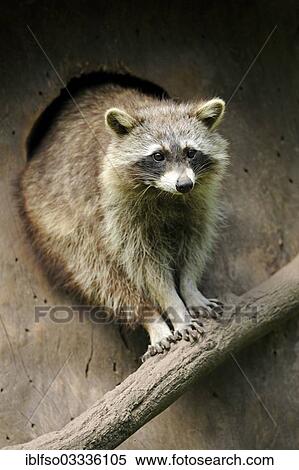 "North American Raccoon (Procyon lotor), sitting in front of its den, captive, Lower Saxony, Germany, Europe" View Large Photo Image Stock Photography - "North American Raccoon (Procyon lotor), sitting in front of its den, captive, Lower Saxony, Germany, Europe". Fotosearch