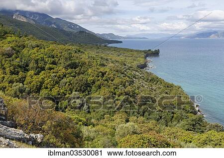 "North coast in Dilek National Park, island of Samos on the right, Dilek National Park, Kusadasi, Aydin province, Aegean region, Turkey, Asia" View Large Photo Image Stock Image - "North coast in Dilek National Park, island of Samos on the right, Dilek National Park, Kusadasi, Aydin province, Aegean region, Turkey, Asia". Fotosearch