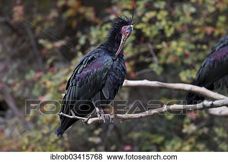 "Northern Bald Ibis (Geronticus eremita), Innsbruck Zoo, Innsbruck, Innsbruck-Stadt District, North Tyrol, Tyrol, Austria, Europe" View Large Photo Image Stock Photo - "Northern Bald Ibis (Geronticus eremita), Innsbruck Zoo, Innsbruck, Innsbruck-Stadt District, North Tyrol, Tyrol, Austria, Europe". Fotosearch