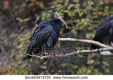 "Northern Bald Ibis (Geronticus eremita), Innsbruck Zoo, Innsbruck, Innsbruck-Stadt District, North Tyrol, Tyrol, Austria, Europe" View Large Photo Image Stock Photography - "Northern Bald Ibis (Geronticus eremita), Innsbruck Zoo, Innsbruck, Innsbruck-Stadt District, North Tyrol, Tyrol, Austria, Europe". Fotosearch