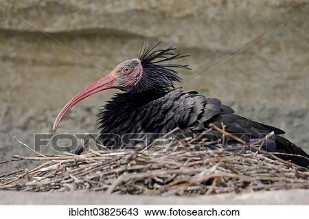 "Northern Bald Ibis, Hermit Ibis or Waldrapp (Geronticus eremita), sitting on eggs, on the nest, captive, Germany, Europe" View Large Photo Image Stock Image - "Northern Bald Ibis, Hermit Ibis or Waldrapp (Geronticus eremita), sitting on eggs, on the nest, captive, Germany, Europe". Fotosearch