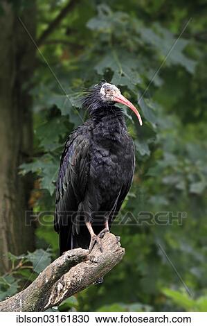 Stock Image - "Northern Bald Ibis, Hermit Ibis or Waldrapp (Geronticus eremita), adult, captive, Heidelberg, Baden-Wurttemberg, Germany, Europe". Fotosearch