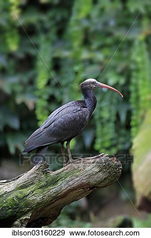 "Northern Bald Ibis, Hermit Ibis or Waldrapp (Geronticus eremita), adult perched on a lookout, captive, Heidelberg, Baden-Wurttemberg, Germany, Europe" View Large Photo Image Stock Photo - "Northern Bald Ibis, Hermit Ibis or Waldrapp (Geronticus eremita), adult perched on a lookout, captive, Heidelberg, Baden-Wurttemberg, Germany, Europe". Fotosearch