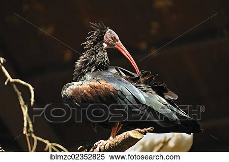 "Northern Bald Ibis, Hermit Ibis or Waldrapp (Geronticus eremita) on a branch, Nuremberg Zoo, Am Tiergarten 30, Nuremberg, Middle Franconia, Bavaria, Germany, Europe" View Large Photo Image Stock Photography - "Northern Bald Ibis, Hermit Ibis or Waldrapp (Geronticus eremita) on a branch, Nuremberg Zoo, Am Tiergarten 30, Nuremberg, Middle Franconia, Bavaria, Germany, Europe". Fotosearch