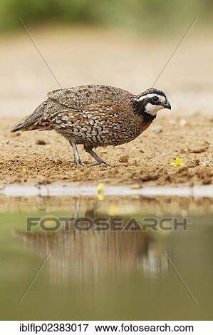 "Northern Bobwhite (Colinus virginianus), adult male, standing at edge of pool, Texas, United States, North America" View Large Photo Image Stock Photo - "Northern Bobwhite (Colinus virginianus), adult male, standing at edge of pool, Texas, United States, North America". Fotosearch
