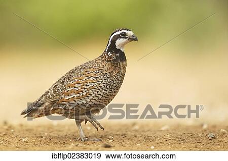 "Northern Bobwhite (Colinus virginianus), adult male, standing, Texas, United States, North America" View Large Photo Image Stock Photo - "Northern Bobwhite (Colinus virginianus), adult male, standing, Texas, United States, North America". Fotosearch