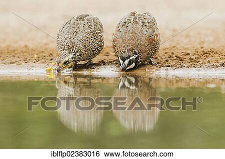 "Northern Bobwhite (Colinus virginianus), adult pair, drinking at pool, Texas, United States, North America" View Large Photo Image Stock Photograph - "Northern Bobwhite (Colinus virginianus), adult pair, drinking at pool, Texas, United States, North America". Fotosearch