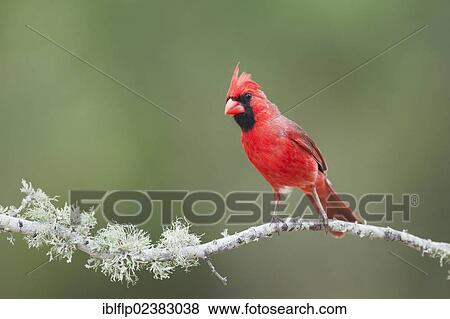 "Northern Cardinal (Cardinalis cardinalis), adult male, perched on twig, Texas, United States, North America" View Large Photo Image Stock Photo - "Northern Cardinal (Cardinalis cardinalis), adult male, perched on twig, Texas, United States, North America". Fotosearch