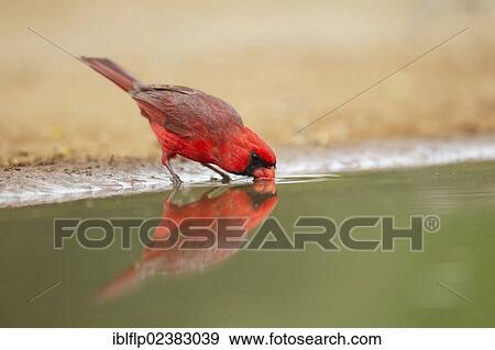 Stock Photo - "Northern Cardinal (Cardinalis cardinalis), adult male, drinking, Texas, United States, North America". Fotosearch
