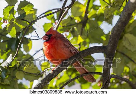 "Northern Cardinal (cardinalis cardinalis), Central Park, New York City, New York, USA" View Large Photo Image Stock Photograph - "Northern Cardinal (cardinalis cardinalis), Central Park, New York City, New York, USA". Fotosearch