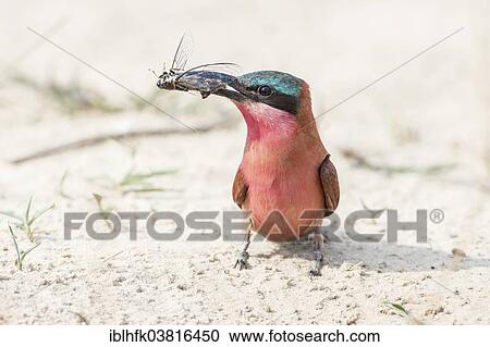 "Northern Carmine Bee-eater (Merops nubicus), Southern Province, Zambia, Africa" View Large Photo Image Stock Image - "Northern Carmine Bee-eater (Merops nubicus), Southern Province, Zambia, Africa". Fotosearch