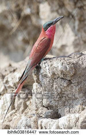Stock Photo - "Northern Carmine Bee-eater (Merops nubicus), Southern Province, Zambia, Africa". Fotosearch