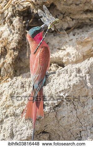 "Northern Carmine Bee-eater (Merops nubicus), Southern Province, Zambia, Africa" View Large Photo Image Stock Photo - "Northern Carmine Bee-eater (Merops nubicus), Southern Province, Zambia, Africa". Fotosearch
