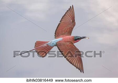 "Northern Carmine Bee-eater (Merops nubicus) in flight, Southern Province, Zambia, Africa" View Large Photo Image Stock Photo - "Northern Carmine Bee-eater (Merops nubicus) in flight, Southern Province, Zambia, Africa". Fotosearch