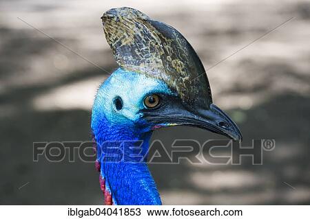 "Northern Cassowary (Casuarius unappendiculatus), Bali Bird Park, Bali, Indonesia, Asia" View Large Photo Image Stock Image - "Northern Cassowary (Casuarius unappendiculatus), Bali Bird Park, Bali, Indonesia, Asia". Fotosearch