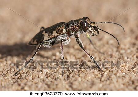 "Northern Dune Tiger Beetle (Cicindela hybrida), Hesse, Germany, Europe" View Large Photo Image Stock Image - "Northern Dune Tiger Beetle (Cicindela hybrida), Hesse, Germany, Europe". Fotosearch