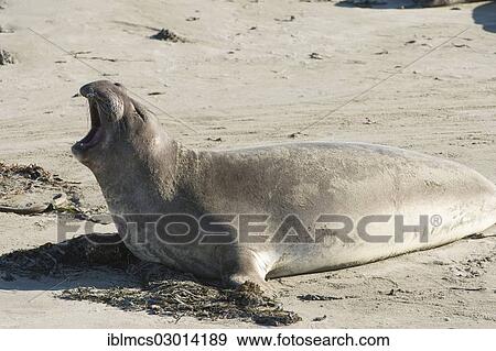 "Northern Elephant Seal (Mirounga angustirostris) with its mouth wide open, Piedras Blancas, San Simeon, California, United States, North America" View Large Photo Image Stock Photo - "Northern Elephant Seal (Mirounga angustirostris) with its mouth wide open, Piedras Blancas, San Simeon, California, United States, North America". Fotosearch