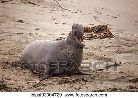 "Northern Elephant Seal (Mirounga angustirostris), bull, Big Sur, California, United States, North America" View Large Photo Image Stock Photo - "Northern Elephant Seal (Mirounga angustirostris), bull, Big Sur, California, United States, North America". Fotosearch