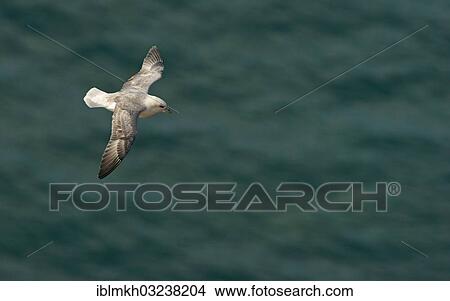 "Northern Fulmar (Fulmarus glacialis) in flight, Helgoland, Schleswig-Holstein, Germany, Europe" View Large Photo Image Picture - "Northern Fulmar (Fulmarus glacialis) in flight, Helgoland, Schleswig-Holstein, Germany, Europe". Fotosearch