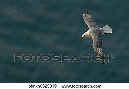 Stock Image - "Northern Fulmar (Fulmarus glacialis) in flight, Helgoland, Schleswig-Holstein, Germany, Europe". Fotosearch