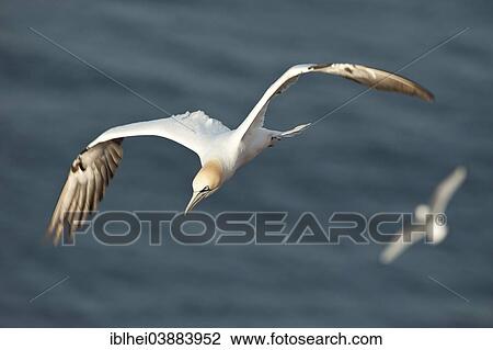 "Northern Gannet (Morus bassanus) in flight, Heligoland, Schleswig-Holstein, Germany, Europe" View Large Photo Image Stock Image - "Northern Gannet (Morus bassanus) in flight, Heligoland, Schleswig-Holstein, Germany, Europe". Fotosearch