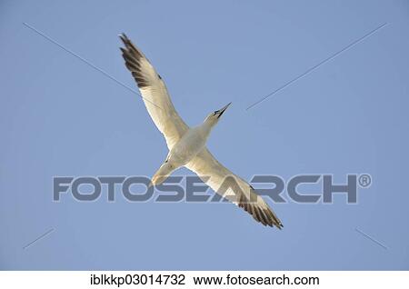 "Northern Gannet (Morus bassanus) in flight, Bass Rock, Dunbar, Scotland, United Kingdom, Europe" View Large Photo Image Stock Image - "Northern Gannet (Morus bassanus) in flight, Bass Rock, Dunbar, Scotland, United Kingdom, Europe". Fotosearch