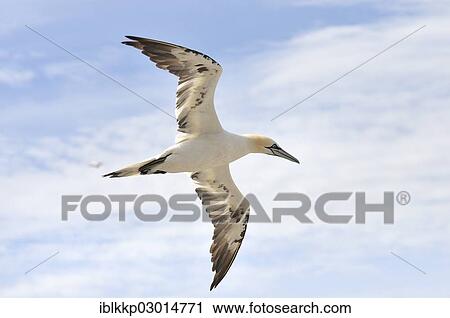 "Northern Gannet (Morus bassanus) in flight, Bass Rock, Dunbar, Scotland, United Kingdom, Europe" View Large Photo Image Stock Image - "Northern Gannet (Morus bassanus) in flight, Bass Rock, Dunbar, Scotland, United Kingdom, Europe". Fotosearch
