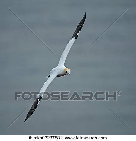 "Northern Gannet (Morus bassanus) in flight, Helgoland, Schleswig-Holstein, Germany, Europe" View Large Photo Image Stock Image - "Northern Gannet (Morus bassanus) in flight, Helgoland, Schleswig-Holstein, Germany, Europe". Fotosearch