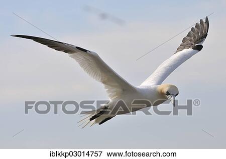 "Northern Gannet (Morus bassanus) in flight, Bass Rock, Dunbar, Scotland, United Kingdom, Europe" View Large Photo Image Stock Photo - "Northern Gannet (Morus bassanus) in flight, Bass Rock, Dunbar, Scotland, United Kingdom, Europe". Fotosearch