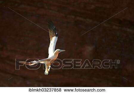 "Northern Gannet (Morus bassanus) in flight, Helgoland, Schleswig-Holstein, Germany, Europe" View Large Photo Image Stock Photo - "Northern Gannet (Morus bassanus) in flight, Helgoland, Schleswig-Holstein, Germany, Europe". Fotosearch