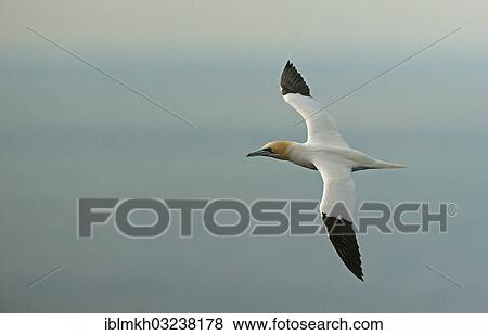 "Northern Gannet (Morus bassanus) in flight, Helgoland, Schleswig-Holstein, Germany, Europe" View Large Photo Image Stock Photo - "Northern Gannet (Morus bassanus) in flight, Helgoland, Schleswig-Holstein, Germany, Europe". Fotosearch