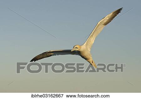 "Northern Gannet (Morus bassanus) in flight, Helgoland, Schleswig-Holstein, Germany, Europe" View Large Photo Image Stock Photo - "Northern Gannet (Morus bassanus) in flight, Helgoland, Schleswig-Holstein, Germany, Europe". Fotosearch