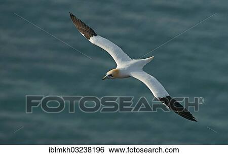 "Northern Gannet (Morus bassanus) in flight, Helgoland, Schleswig-Holstein, Germany, Europe" View Large Photo Image Stock Photograph - "Northern Gannet (Morus bassanus) in flight, Helgoland, Schleswig-Holstein, Germany, Europe". Fotosearch