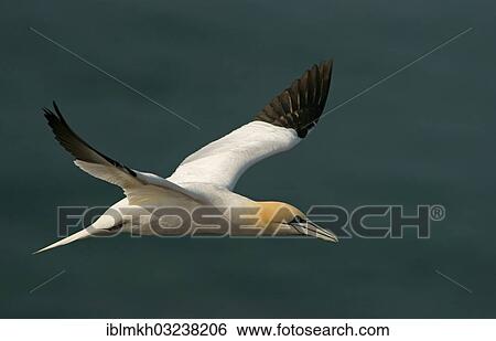 "Northern Gannet (Morus bassanus) in flight, Helgoland, Schleswig-Holstein, Germany, Europe" View Large Photo Image Stock Photograph - "Northern Gannet (Morus bassanus) in flight, Helgoland, Schleswig-Holstein, Germany, Europe". Fotosearch