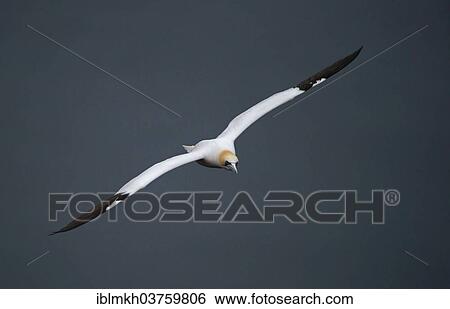 "Northern Gannet (Morus bassanus) in flight, Heligoland or Helgoland, Schleswig-Holstein, Germany, Europe" View Large Photo Image Stock Photograph - "Northern Gannet (Morus bassanus) in flight, Heligoland or Helgoland, Schleswig-Holstein, Germany, Europe". Fotosearch