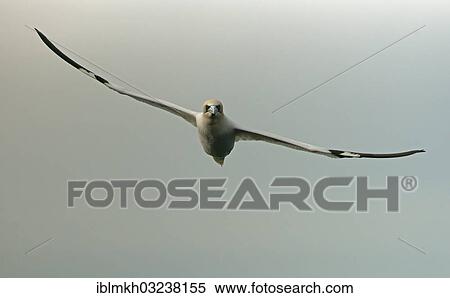"Northern Gannet (Morus bassanus) in flight, Helgoland, Schleswig-Holstein, Germany, Europe" View Large Photo Image Stock Photography - "Northern Gannet (Morus bassanus) in flight, Helgoland, Schleswig-Holstein, Germany, Europe". Fotosearch