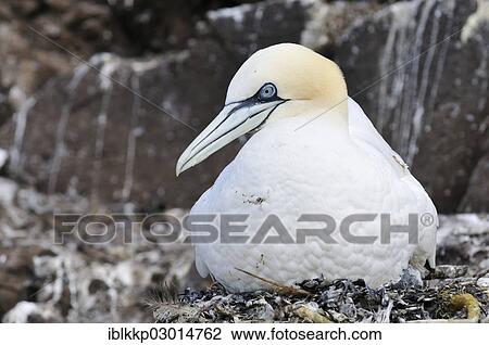 "Northern Gannet (Morus bassanus) on its nest, Bass Rock, Dunbar, Scotland, United Kingdom, Europe" View Large Photo Image Stock Image - "Northern Gannet (Morus bassanus) on its nest, Bass Rock, Dunbar, Scotland, United Kingdom, Europe". Fotosearch