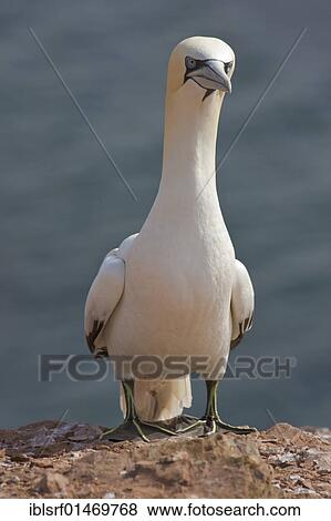 "Northern Gannet (Morus bassanus) on the bird cliffs of Helgoland island, Schleswig-Holstein, German Bight, North Sea, Germany, Europe" View Large Photo Image Stock Photo - "Northern Gannet (Morus bassanus) on the bird cliffs of Helgoland island, Schleswig-Holstein, German Bight, North Sea, Germany, Europe". Fotosearch