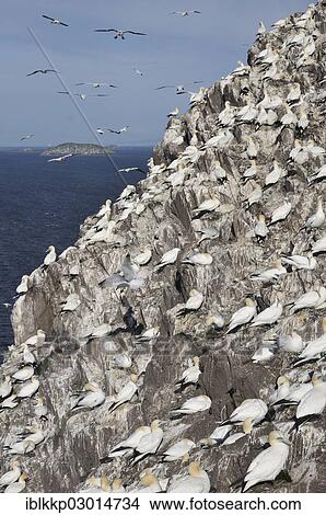"Northern Gannet (Morus bassanus) colony, crowded on a rocky cliff, Bass Rock, Dunbar, Scotland, United Kingdom, Europe" View Large Photo Image Picture - "Northern Gannet (Morus bassanus) colony, crowded on a rocky cliff, Bass Rock, Dunbar, Scotland, United Kingdom, Europe". Fotosearch