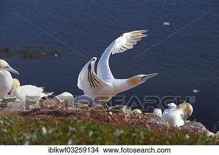 "Northern Gannet (Morus bassanus), making a threatening gesture in a bird colony, Bird Rock, Helgoland, Schleswig-Holstein, Germany, Europe" View Large Photo Image Picture - "Northern Gannet (Morus bassanus), making a threatening gesture in a bird colony, Bird Rock, Helgoland, Schleswig-Holstein, Germany, Europe". Fotosearch