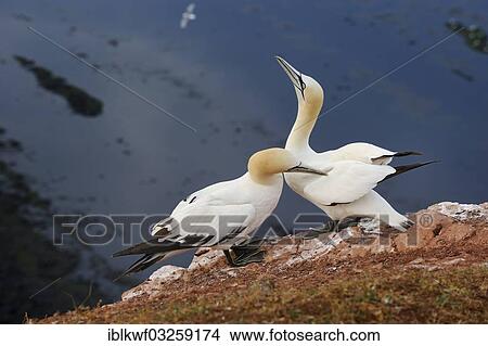 "Northern Gannet (Morus bassanus) preening its partner in the breeding colony, Bird Rock, Helgoland, Schleswig-Holstein, Germany, Europe" View Large Photo Image Picture - "Northern Gannet (Morus bassanus) preening its partner in the breeding colony, Bird Rock, Helgoland, Schleswig-Holstein, Germany, Europe". Fotosearch
