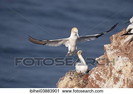 "Northern Gannet (Morus bassanus), Heligoland, Schleswig-Holstein, Germany, Europe" View Large Photo Image Stock Image - "Northern Gannet (Morus bassanus), Heligoland, Schleswig-Holstein, Germany, Europe". Fotosearch