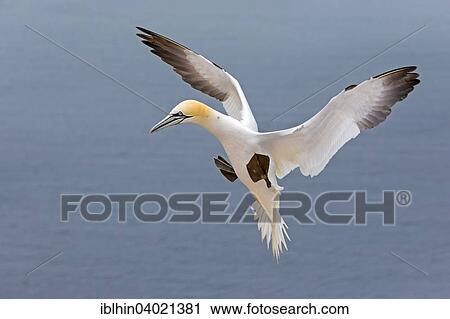"Northern Gannet (Morus bassanus), approach, Heligoland, Germany, Europe" View Large Photo Image Stock Image - "Northern Gannet (Morus bassanus), approach, Heligoland, Germany, Europe". Fotosearch