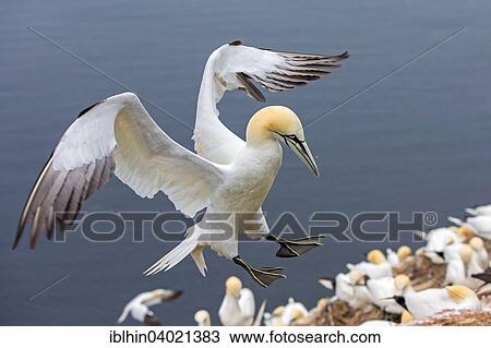 "Northern Gannet (Morus bassanus), approach, breeding colony, bird rock, Lange Anna, Heligoland, Germany, Europe" View Large Photo Image Stock Image - "Northern Gannet (Morus bassanus), approach, breeding colony, bird rock, Lange Anna, Heligoland, Germany, Europe". Fotosearch