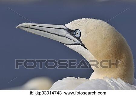 "Northern Gannet (Morus bassanus), portrait, Bass Rock, Dunbar, Scotland, United Kingdom, Europe" View Large Photo Image Stock Image - "Northern Gannet (Morus bassanus), portrait, Bass Rock, Dunbar, Scotland, United Kingdom, Europe". Fotosearch